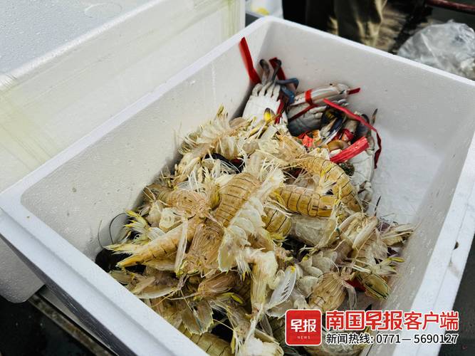 湛江海鲜大虾开箱！中国海鲜之都的虾，果然鲜